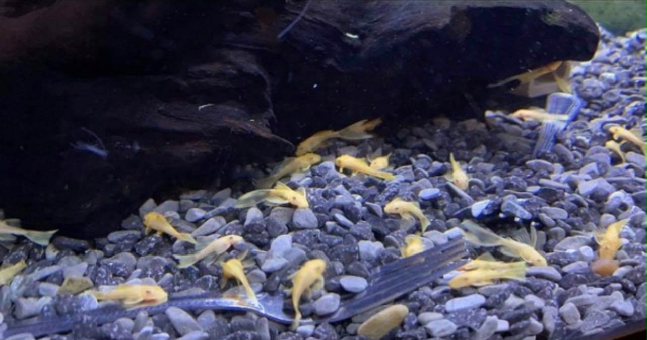 L144 Long Fin Blue Eye Lemon Pleco | Tank Bred | Premium Shrimp UK | 2-4cm