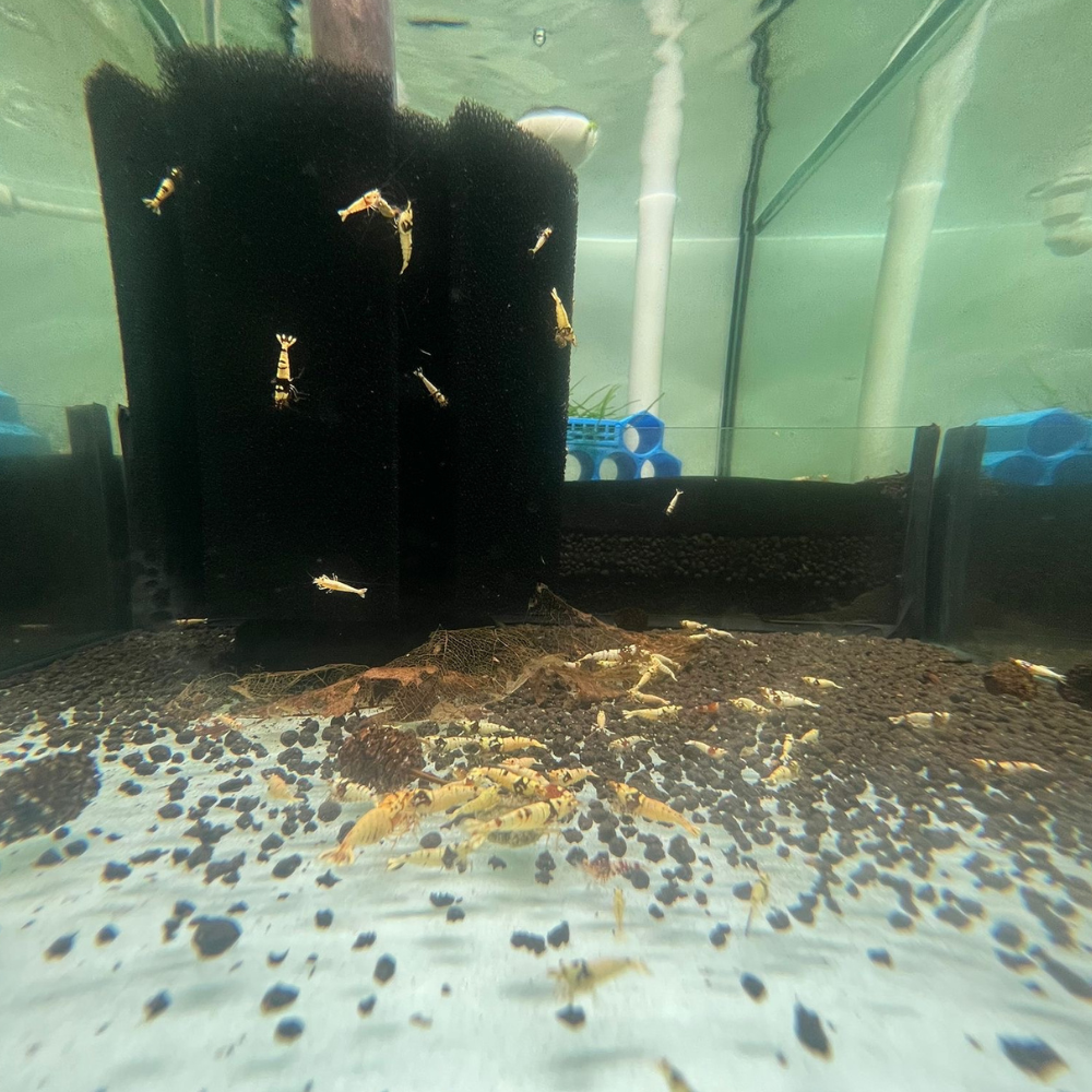 Mixed Caridina Cull Shrimps