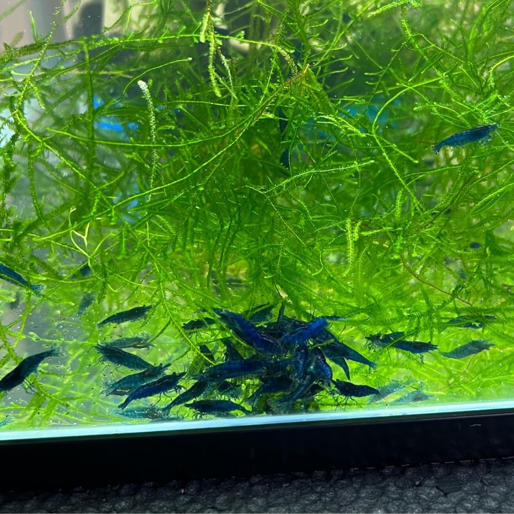 Super High Grade Blue Diamond Neocaridina Shrimp