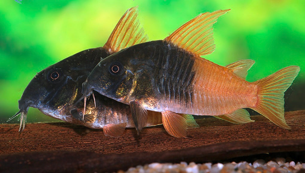( CW217 ) Hoplisoma sp.