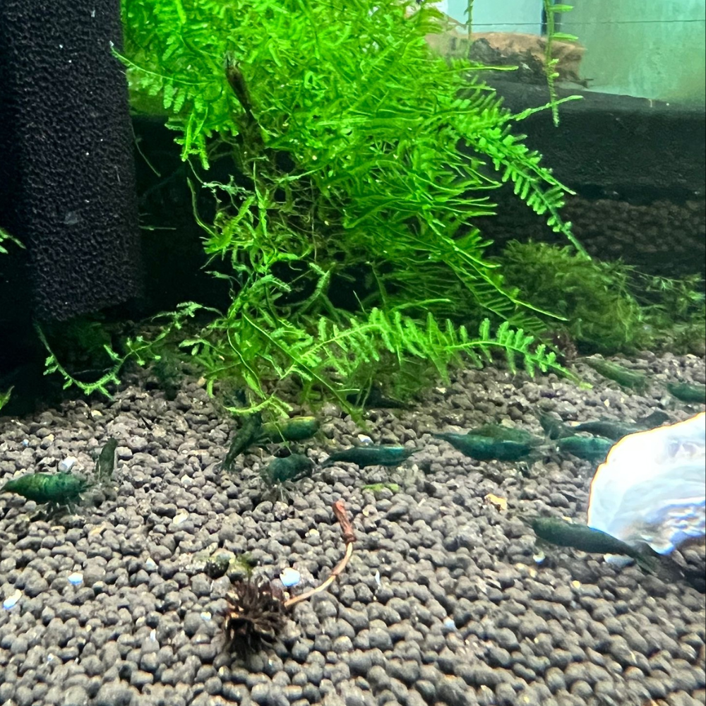 Super High Grade Green Jade Neocaridina Shrimp