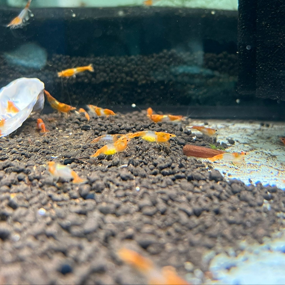 Super High Grade Orange Rili Neocaridina Shrimp
