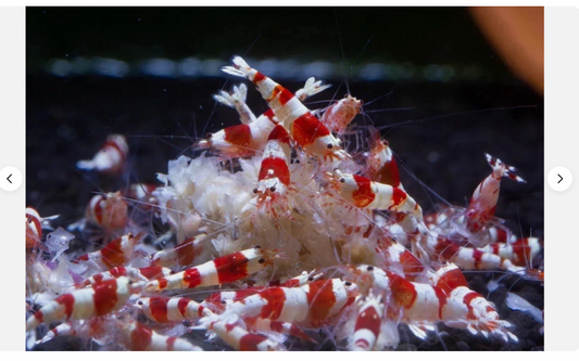 Premium Shrimp UK Snowflake Shrimp Food