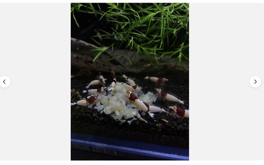 Premium Shrimp UK Snowflake Shrimp Food