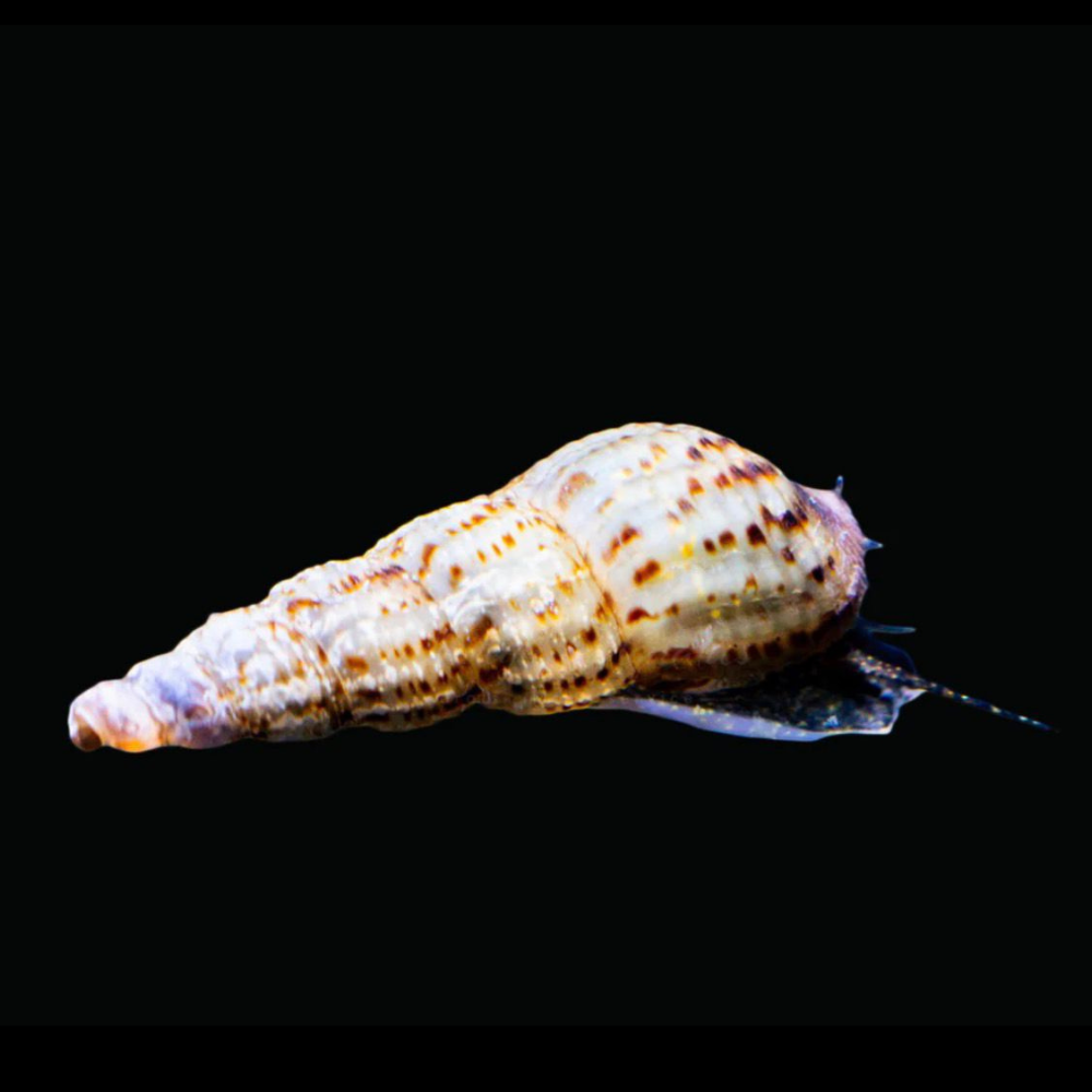 Malaysian Trumpet Snail