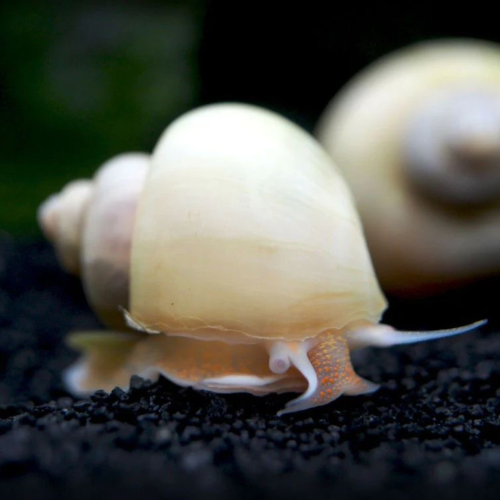 Rare Ivory Mystery Snail