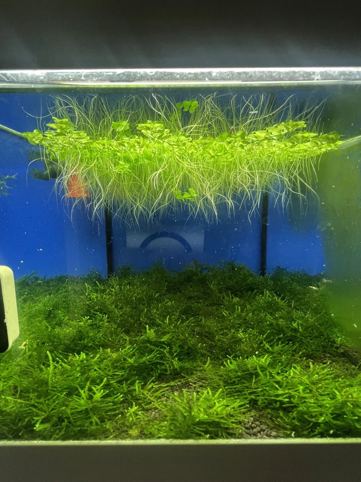 Micranthemum Umbrosum Aquarium Plant