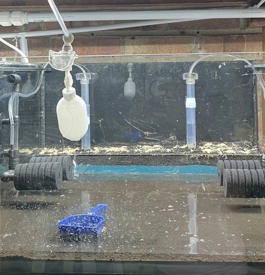 Premium Shrimp UK BioStart Bacterial Powder, Biofilm Builder-Shrimp Tank Starter