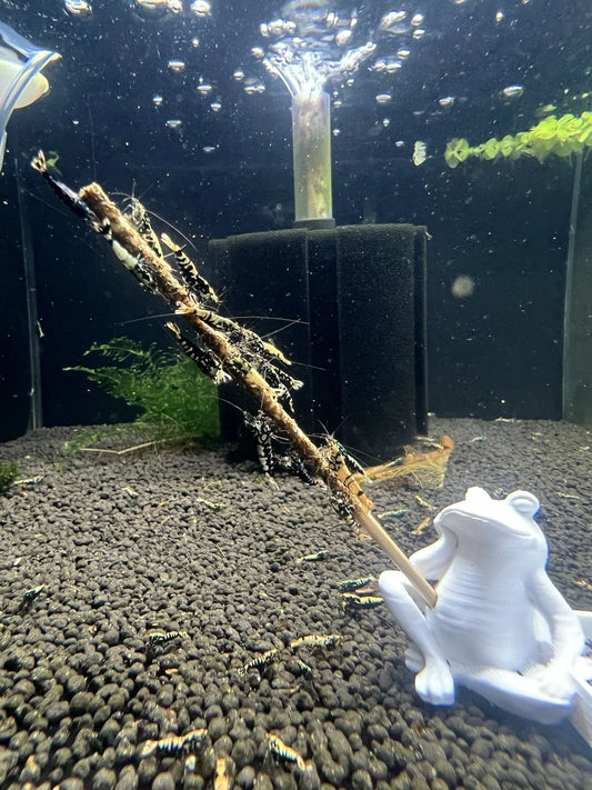 Premium Shrimp Lolly