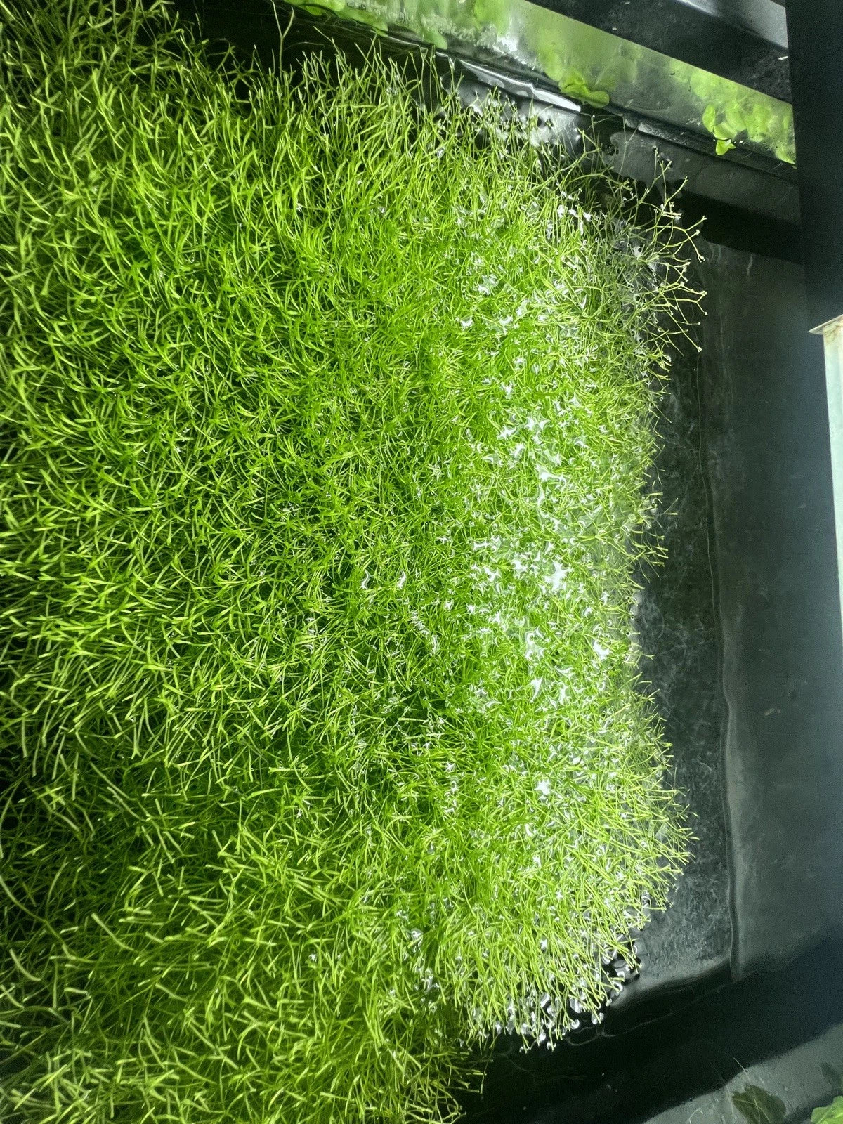 Riccia fluitans–Floating Aquarium Plant–Natural Nitrate Remover-Fry Shelter