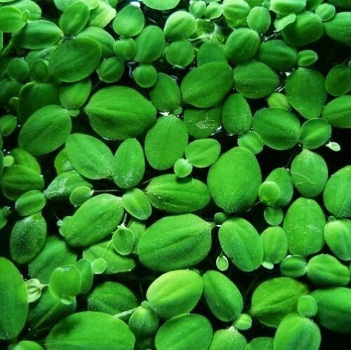 Water Lettuce Pistia Stratiotes Floating Live Aquarium Plants for Fish Tanks
