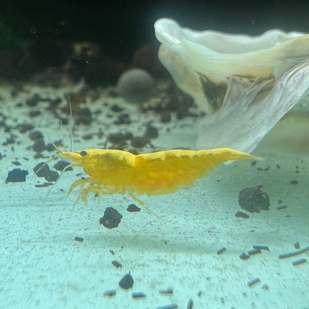 Super High Grade Yellow Neocaridina Shrimp