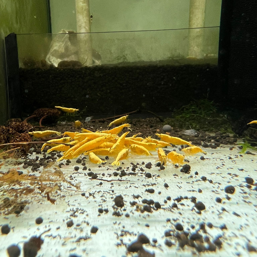 Super High Grade Yellow Neocaridina Shrimp
