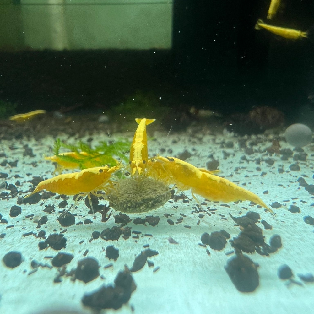 Super High Grade Yellow Neocaridina Shrimp
