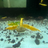 Super High Grade Yellow Neocaridina Shrimp