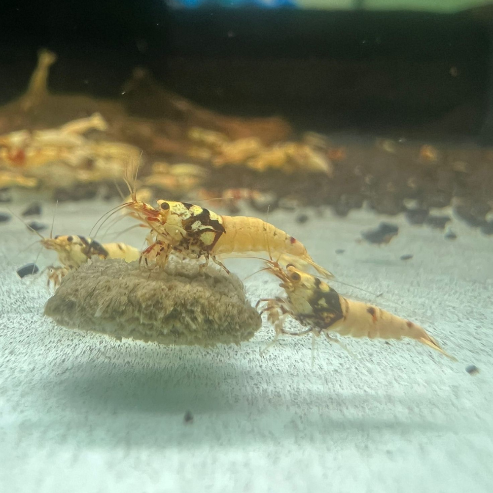 Mixed Caridina Cull Shrimps