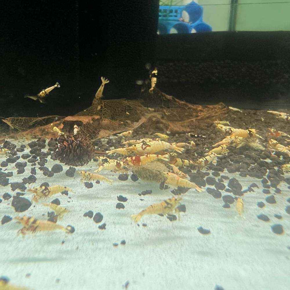 Mixed Caridina Cull Shrimps
