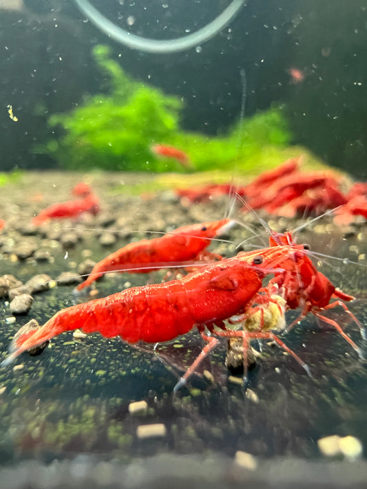 Best Grade Bloody Mary Neocaridina Shrimp