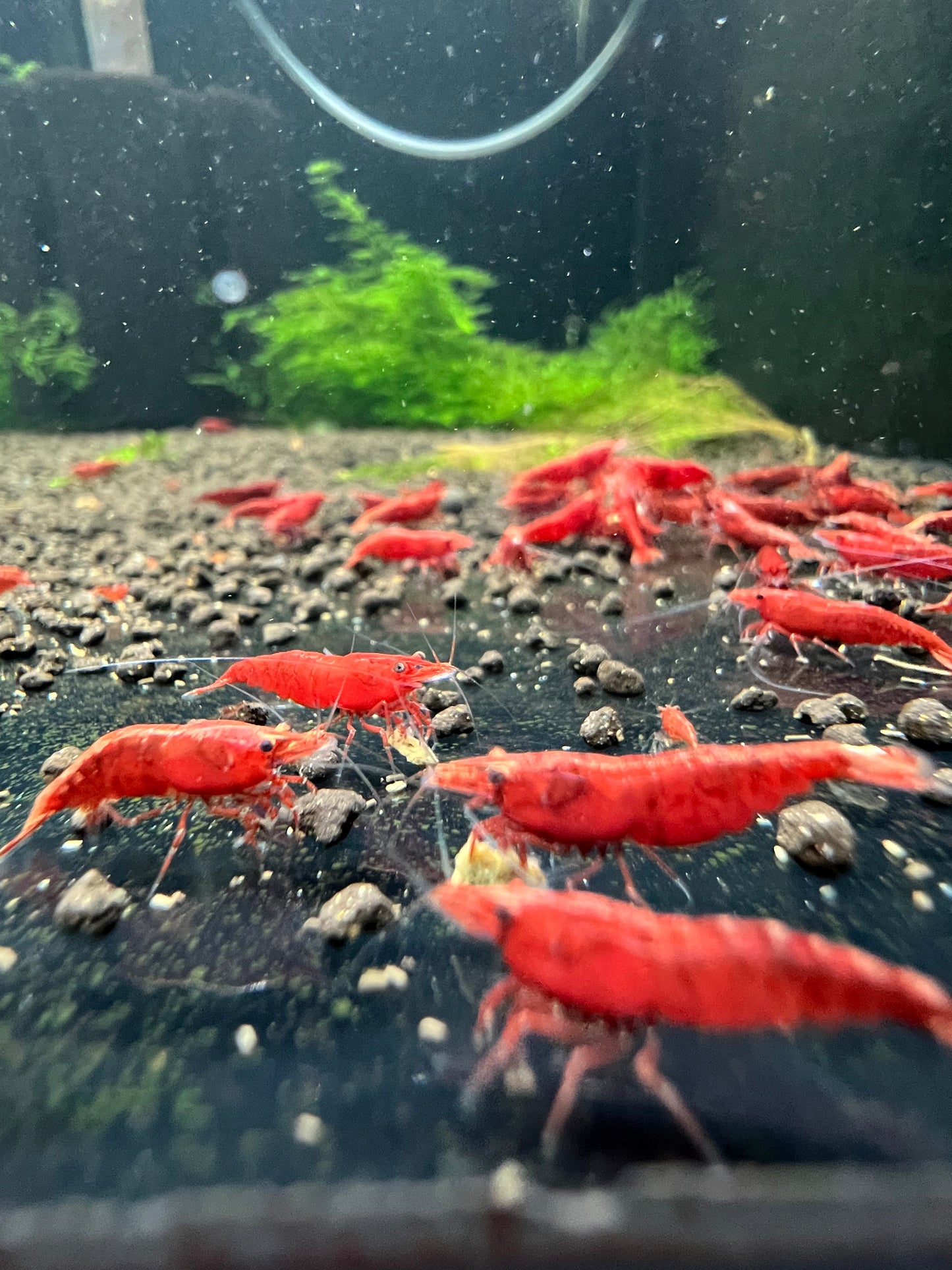 Best Grade Bloody Mary Neocaridina Shrimp