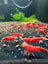 Best Grade Bloody Mary Neocaridina Shrimp (2 extra for each group of 10)