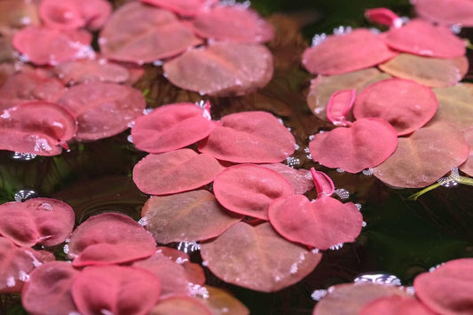 Phyllanthus Fluitans Red Rooter Aquarium Floating Plant