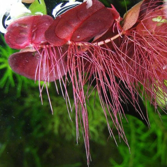 Phyllanthus Fluitans Red Rooter Aquarium Floating Plant