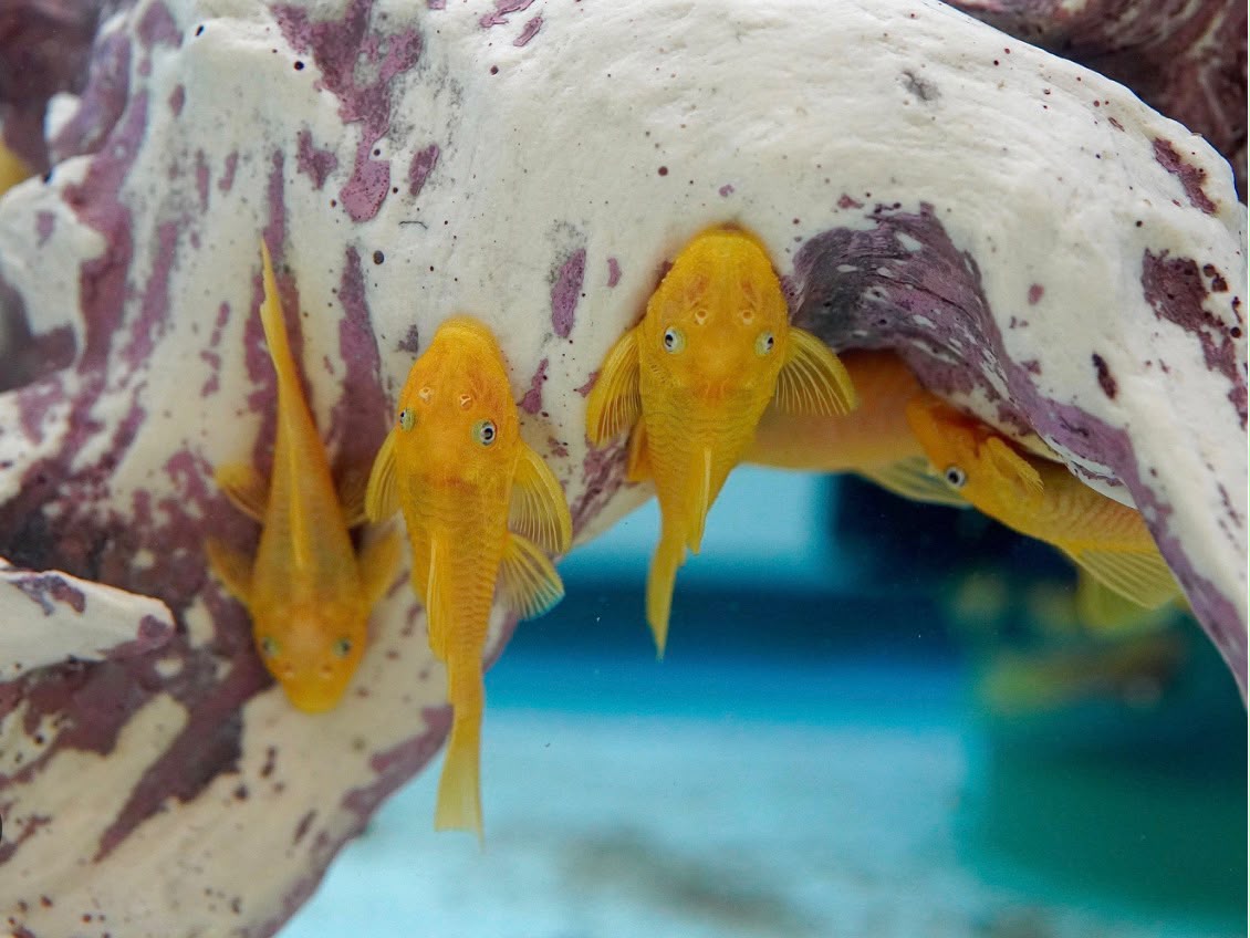 L144 Blue Eye Lemon Pleco (Short Fin) | Tank Bred | Premium Shrimp UK