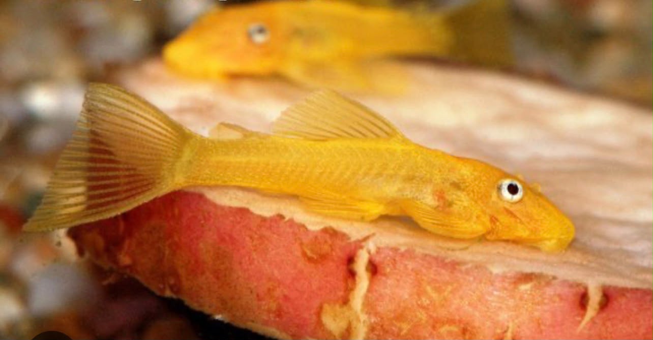 L144 Blue Eye Lemon Pleco (Short Fin) | Tank Bred | Premium Shrimp UK