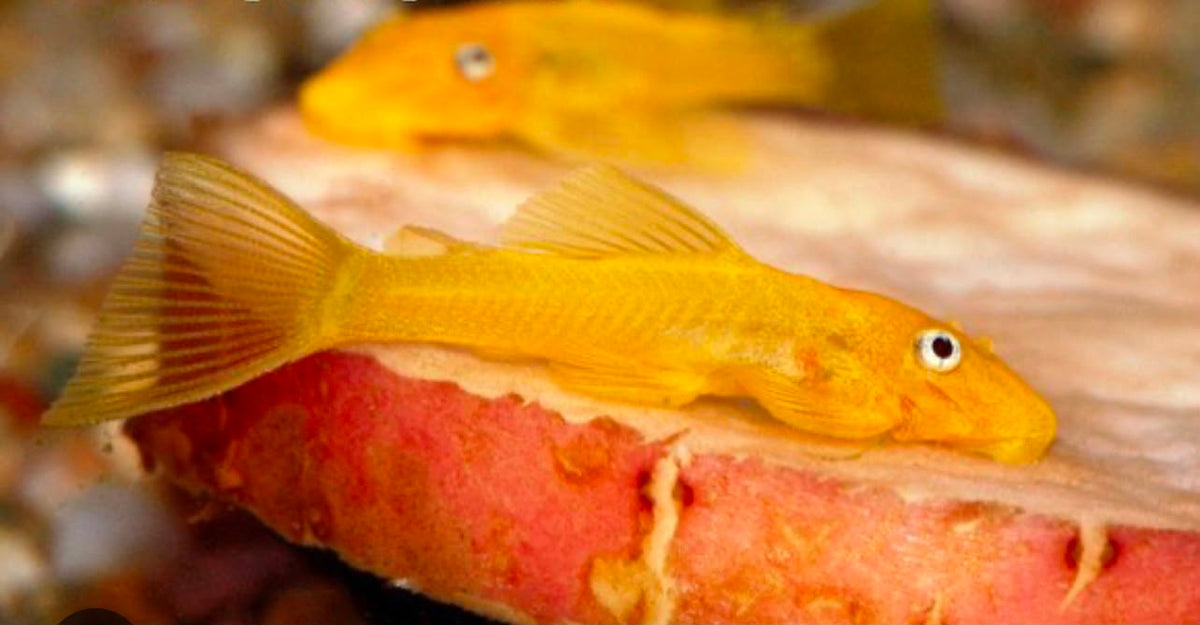 L144 Blue Eye Lemon Pleco (Short Fin) | Tank Bred | Premium Shrimp UK