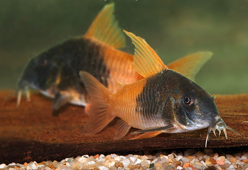 ( CW217 ) Hoplisoma sp.