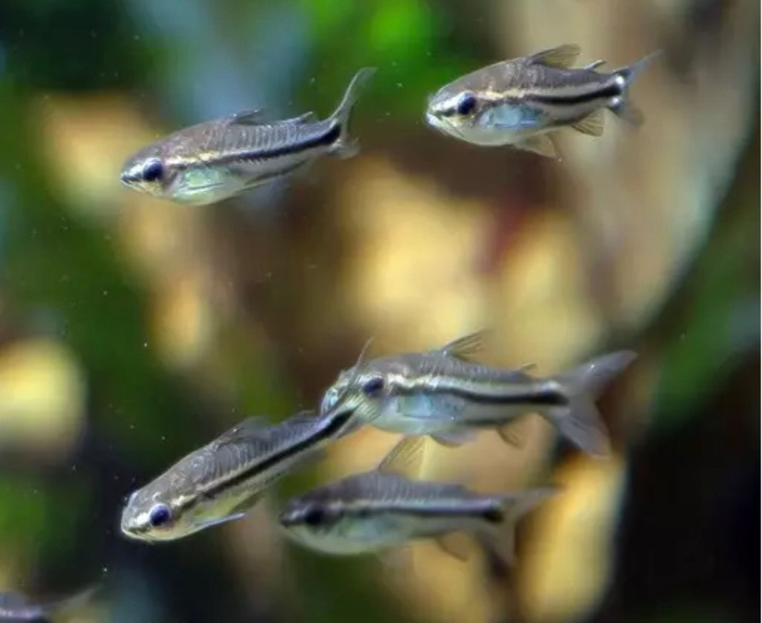 Pygmy Corydoras