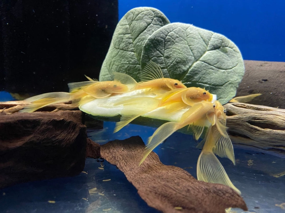 L144 Long Fin Blue Eye Lemon Pleco | Tank Bred | Premium Shrimp UK | 3-4cm