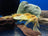 L144 Long Fin Blue Eye Lemon Pleco | Tank Bred | Premium Shrimp UK | 3-4cm