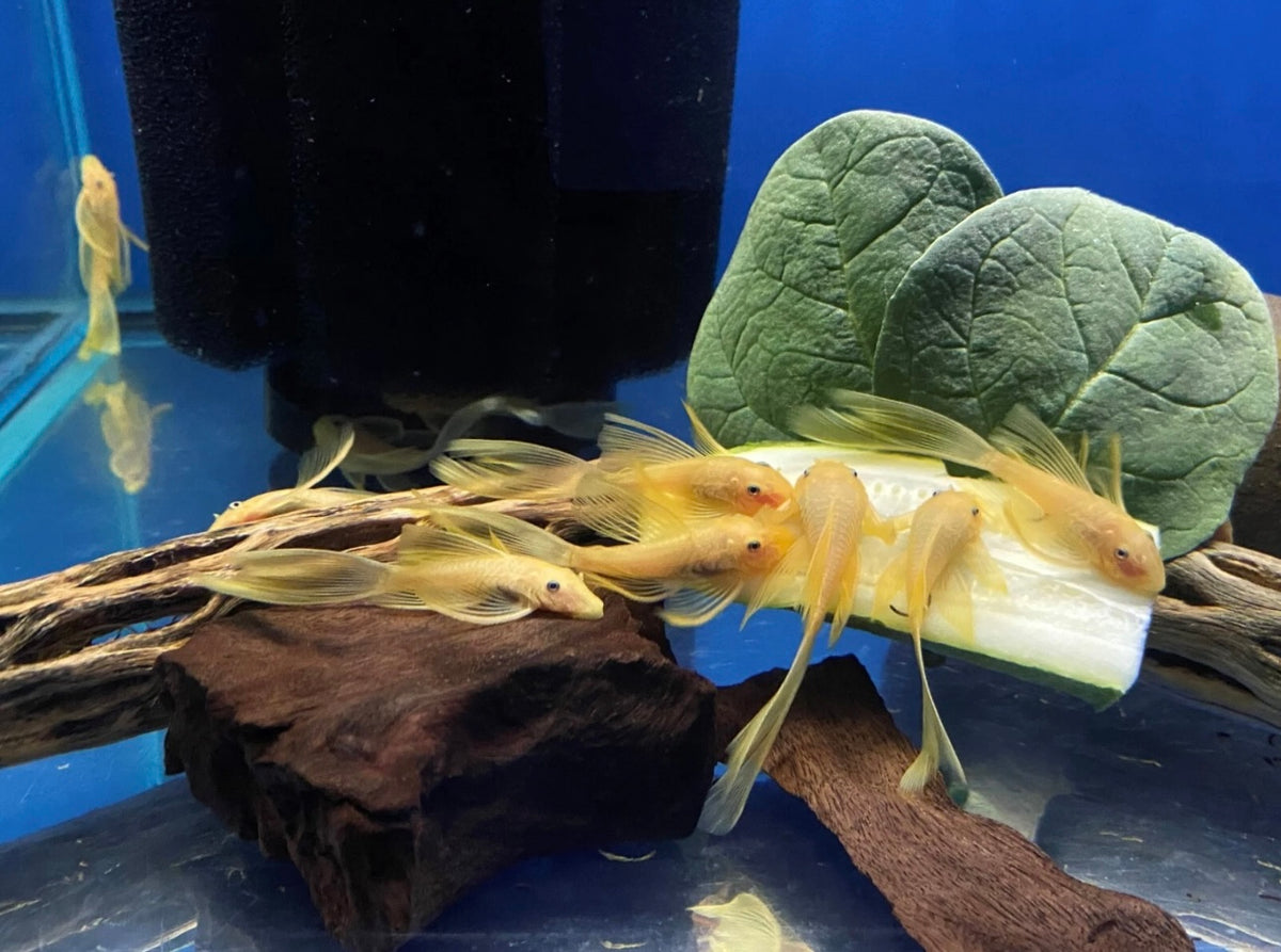 L144 Long Fin Blue Eye Lemon Pleco | Tank Bred | Premium Shrimp UK | 3-4cm