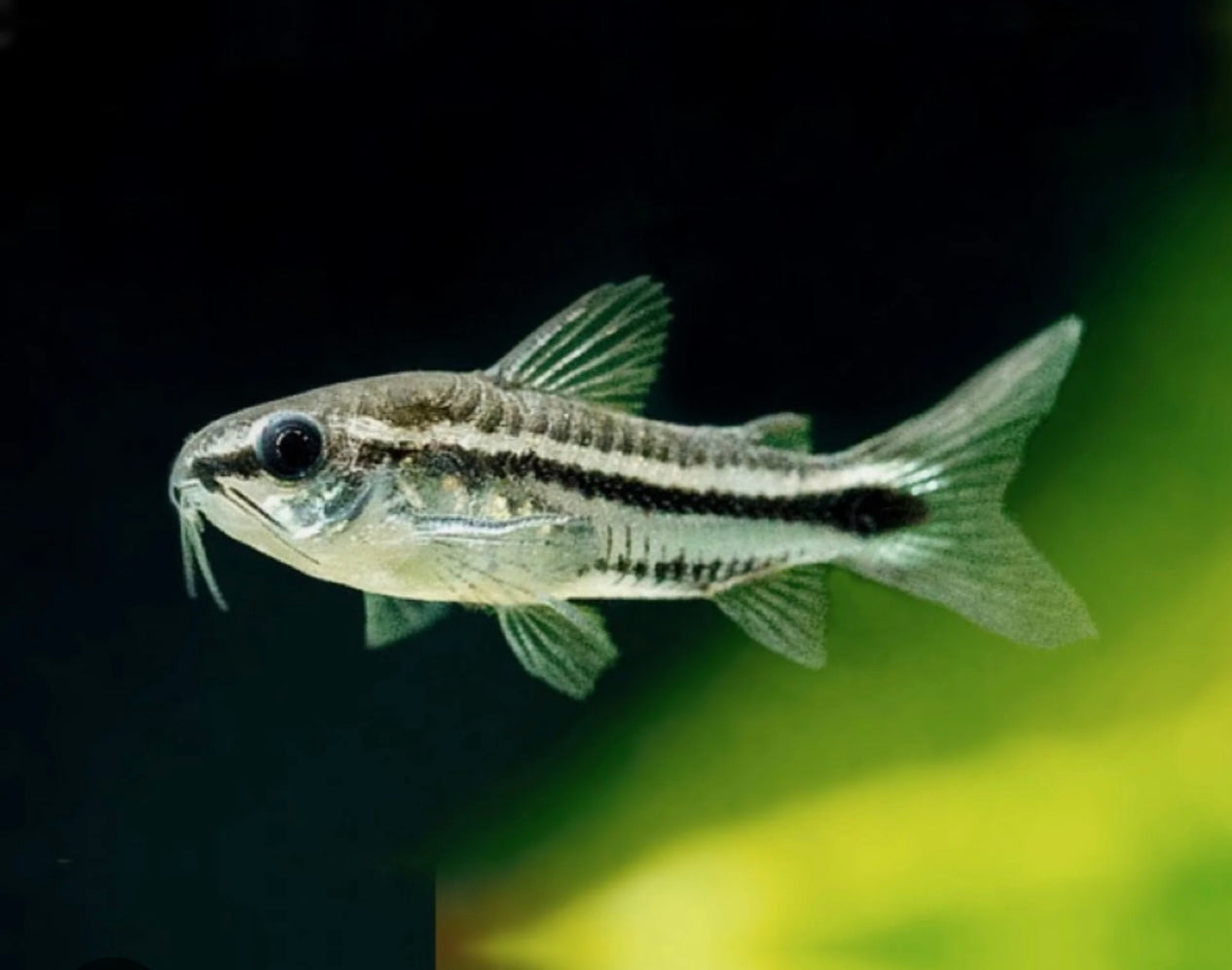 Pygmy Corydoras