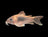 Bronze Corydoras (Corydoras aeneus) – UK Tank Bred Cory Catfish