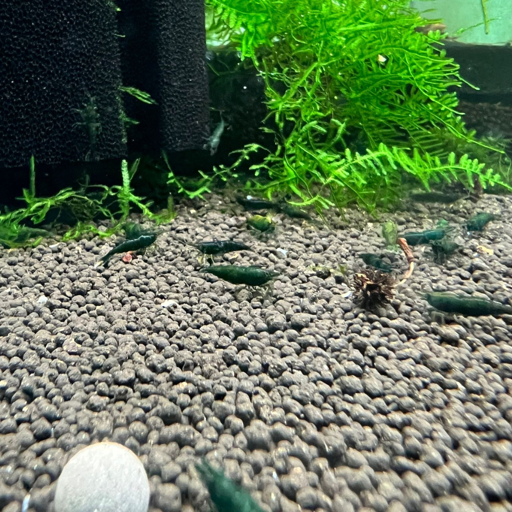 Super High Grade Green Jade Neocaridina Shrimp