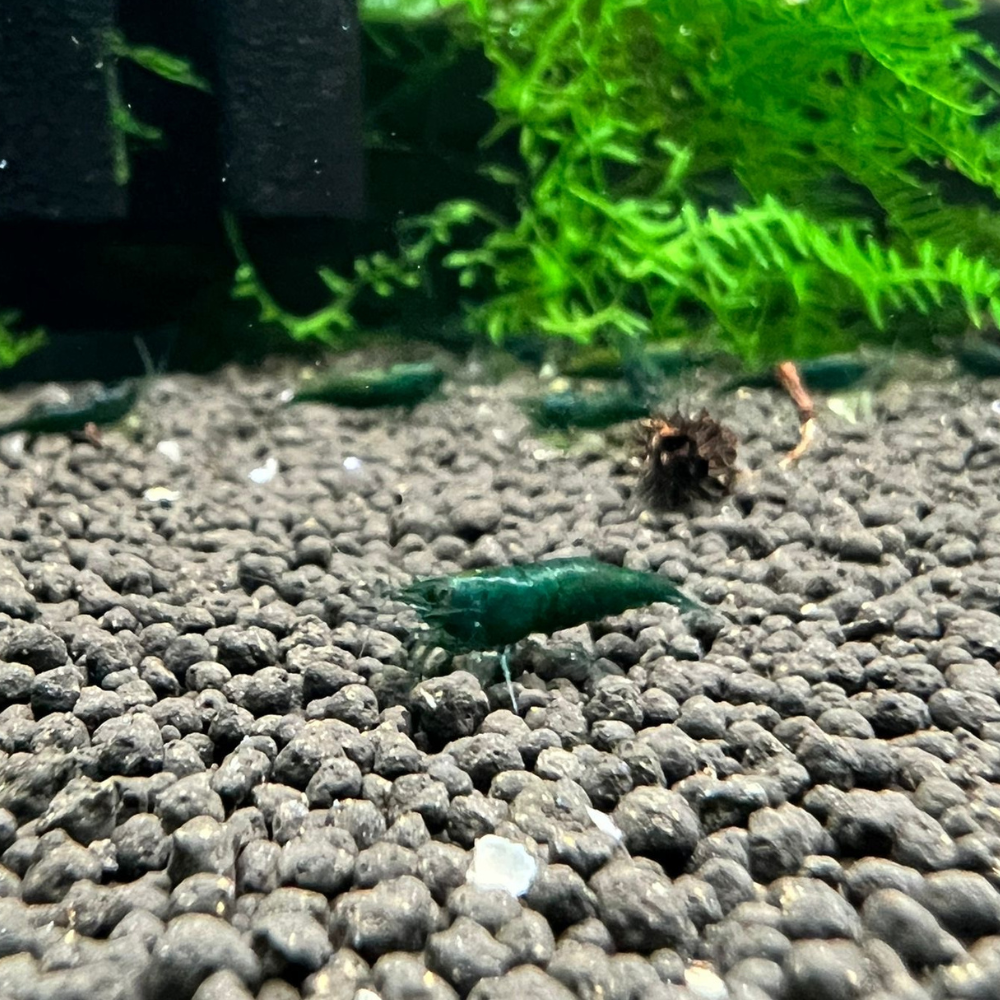 Super High Grade Green Jade Neocaridina Shrimp