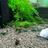 Super High Grade Green Jade Neocaridina Shrimp