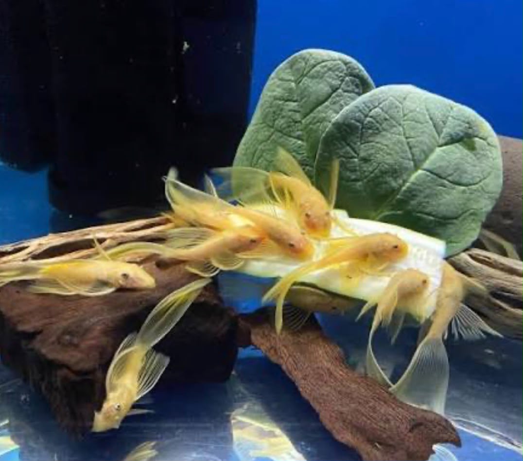 L144 Long Fin Blue Eye Lemon Pleco | Tank Bred | Premium Shrimp UK | 2-4cm
