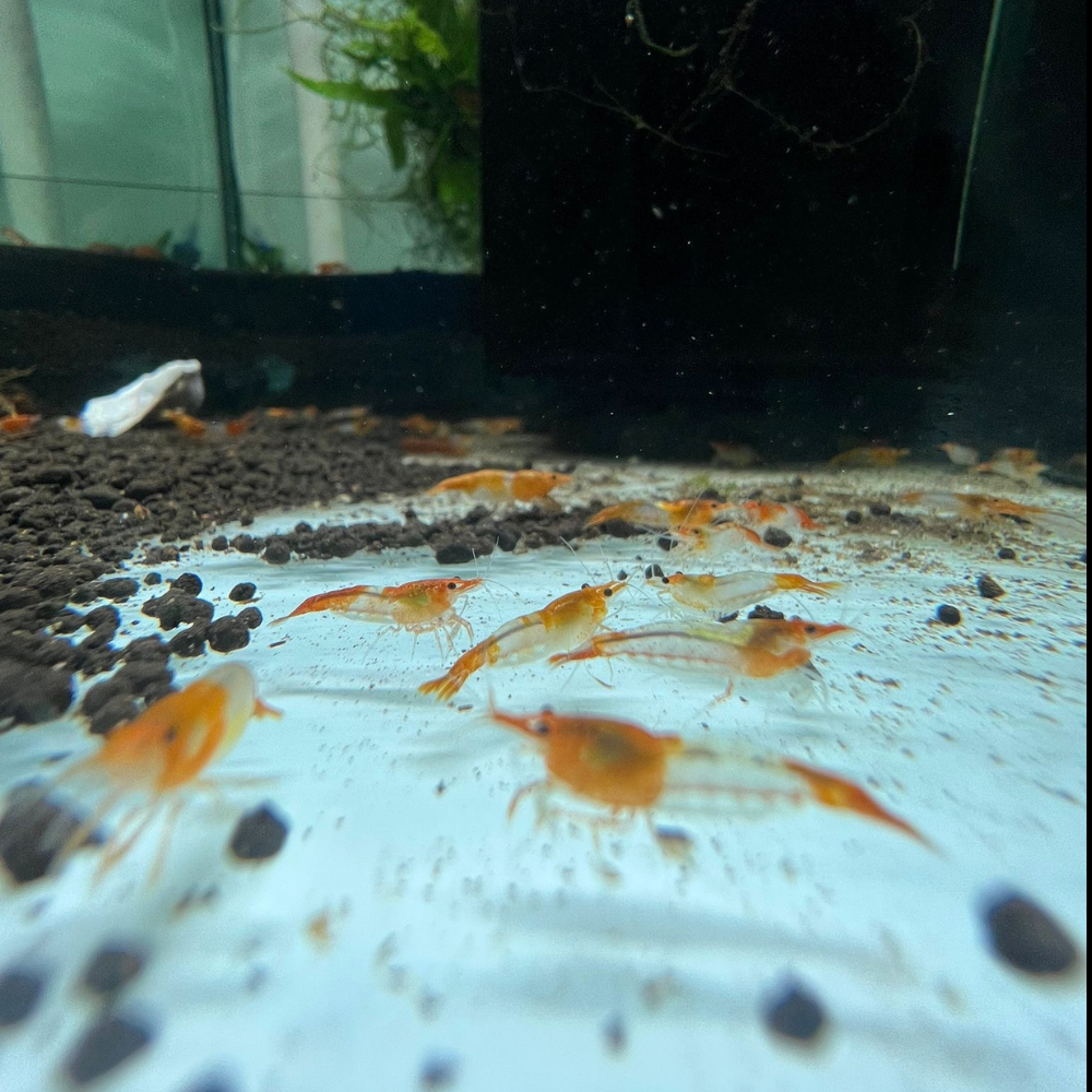 Super High Grade Orange Rili Neocaridina Shrimp