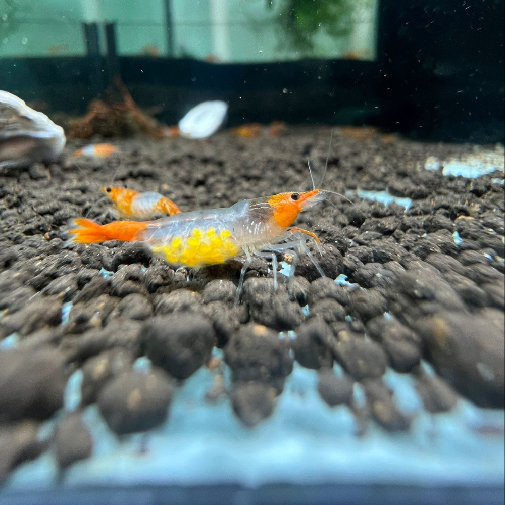 Super High Grade Orange Rili Neocaridina Shrimp