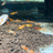 Super High Grade Orange Rili Neocaridina Shrimp