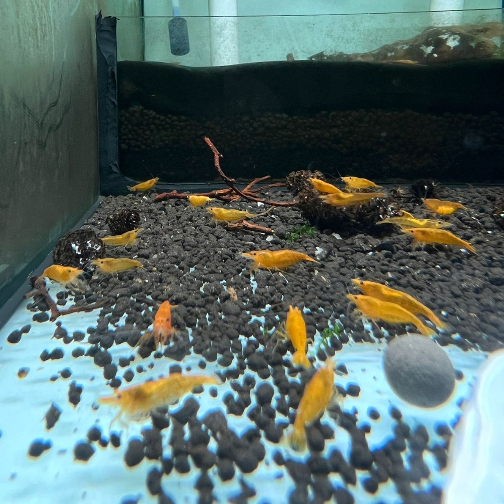Super High Grade Orange Neocaridina Shrimp