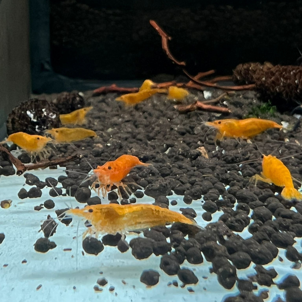 Super High Grade Orange Neocaridina Shrimp