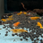Super High Grade Orange Neocaridina Shrimp