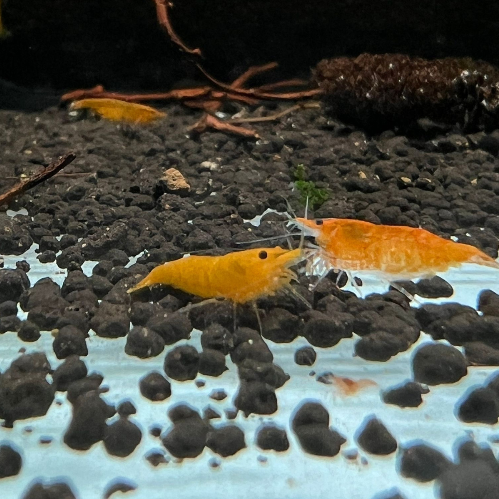 Super High Grade Orange Neocaridina Shrimp