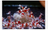 Premium Shrimp UK Snowflake Shrimp Food