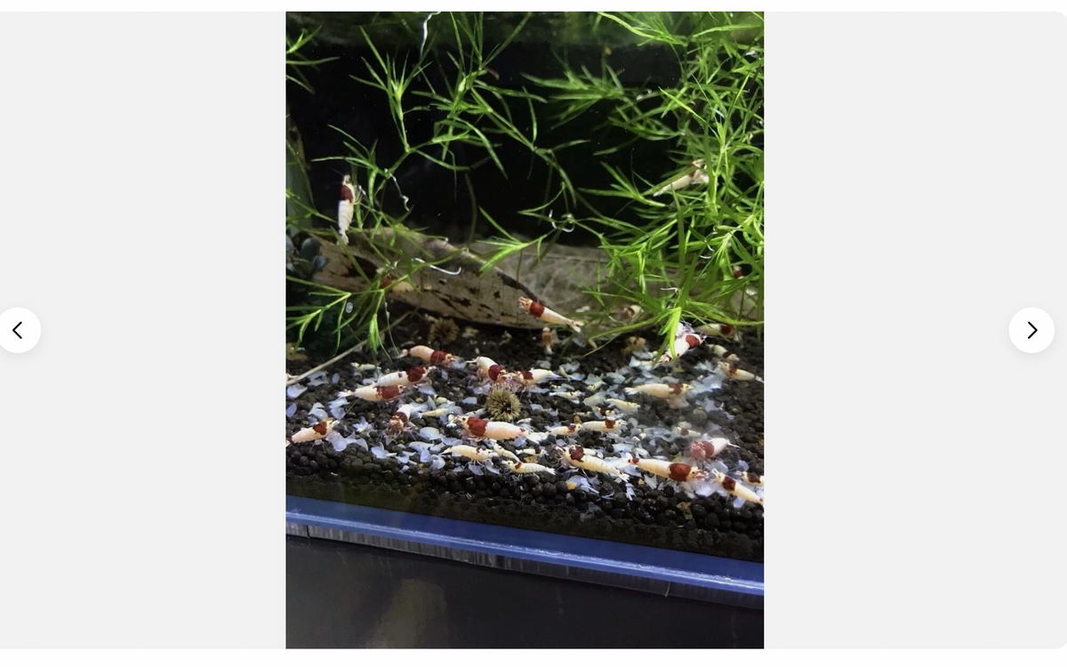 Premium Shrimp UK Snowflake Shrimp Food
