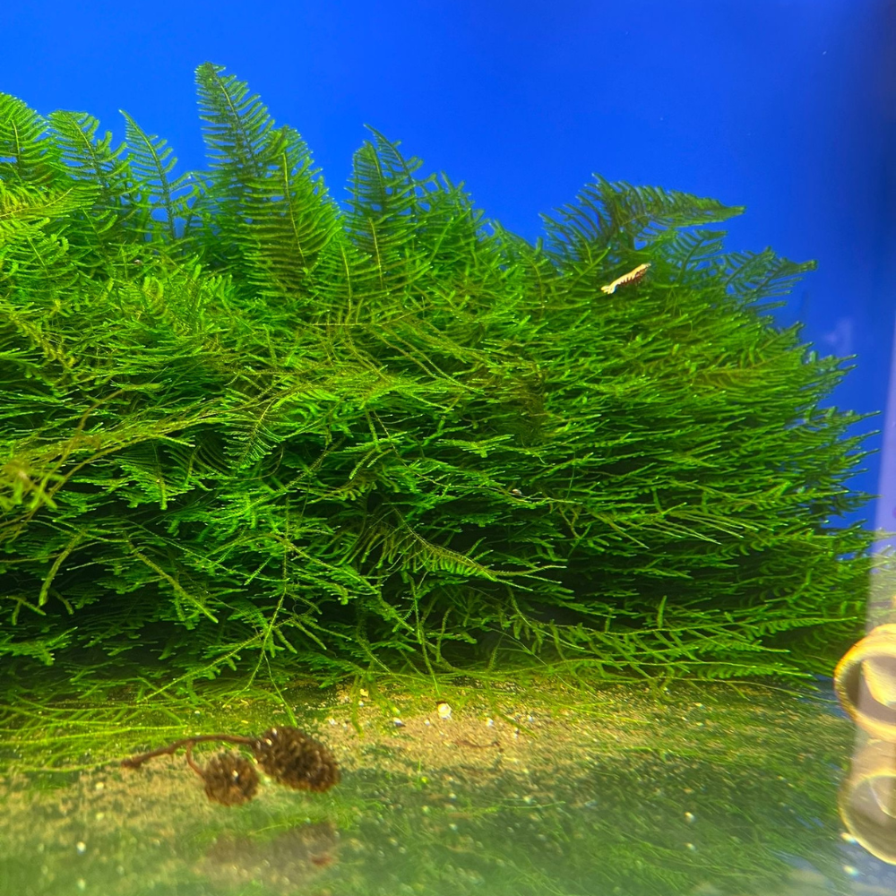 Christmas Moss - Aquariam Plant